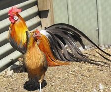 10 Golden Phoenix Chicken Hatching Eggs - Long Tail picture